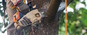 Best Tree Removal  in Slater Marietta, SC