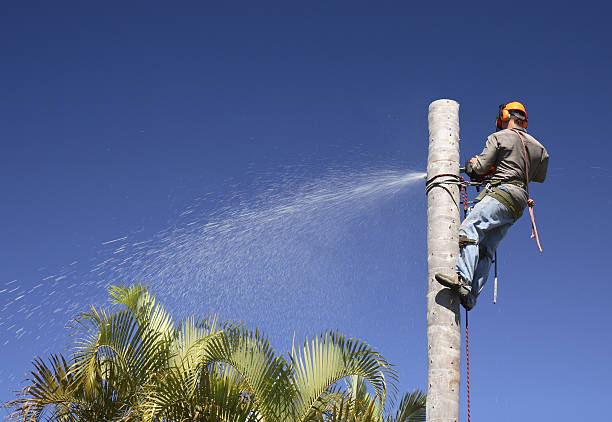 Best Root Management and Removal  in Slater Marietta, SC